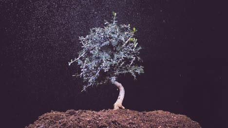 Small-olive-tree-under-rain