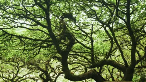 La-Cabeza-De-Un-Dragón-Acecha-Entre-Las-Ramas-Del-Antiguo-Bosque-De-Wistman,-Dartmoor,-Devon,-Inglaterra