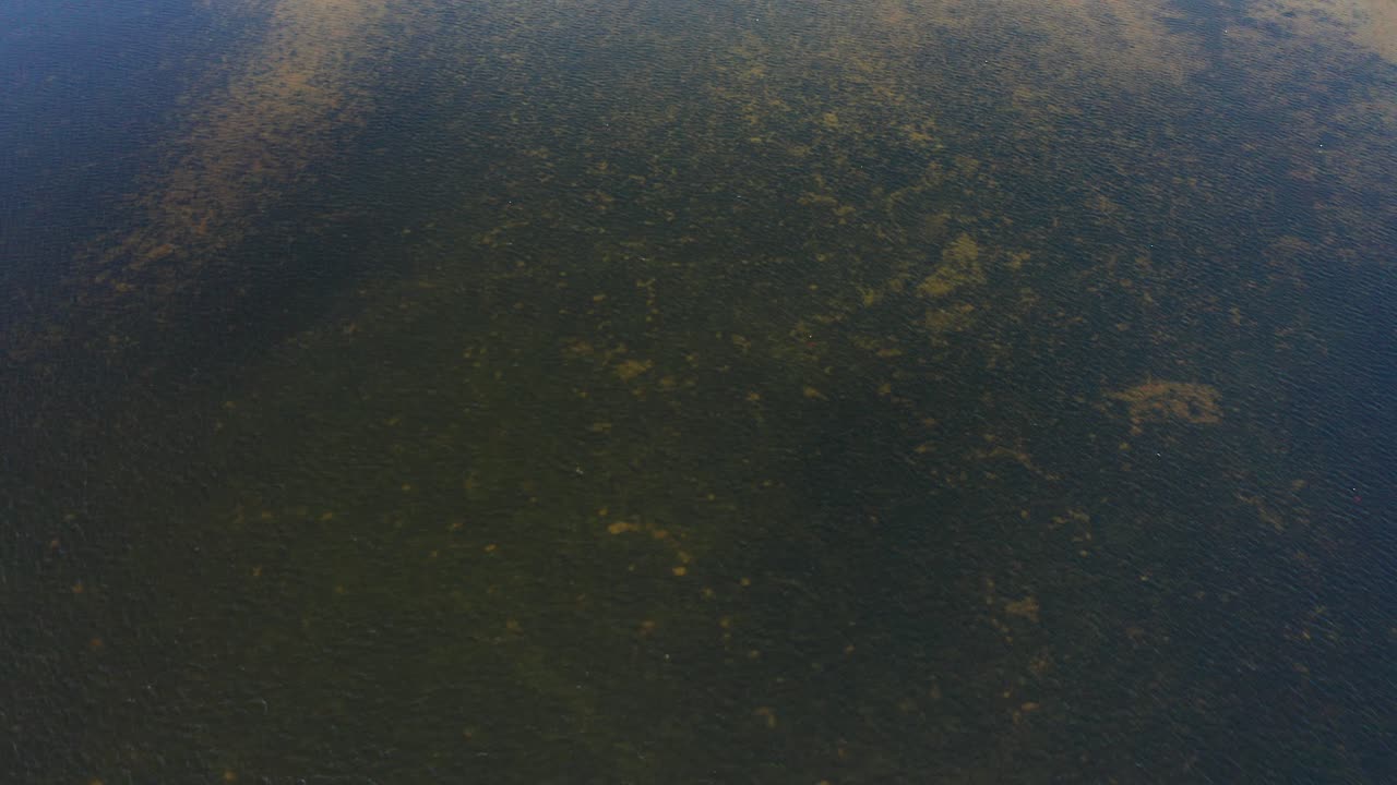 Green and brown algae and aquatic plants spread irregularly on the bottom of a clear water body, showing natural patterns under sunlight in an outdoor environment