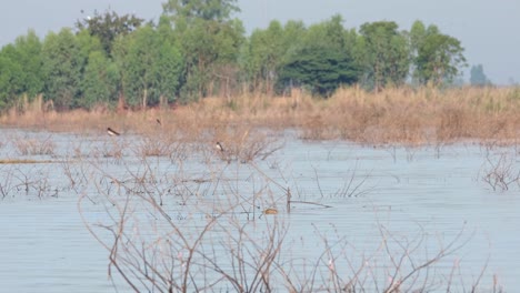 swimming in the middle of the lake, a monitor lizard varanus moves from the left to the right