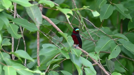 Seen-within-the-foliage-perched-on-a-branch-while-looking-to-the-right