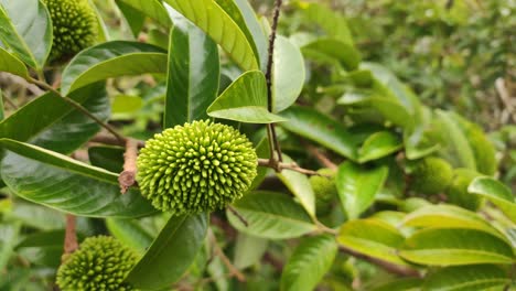 la fruta pulasan o el nombre científico nephelium mutabile blume a menudo se llama rambután salvaje por los lugareños