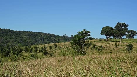 beautiful landscape in khao yai national park reveals trees and grass, the blue sky, as the camera zooms out, thailand