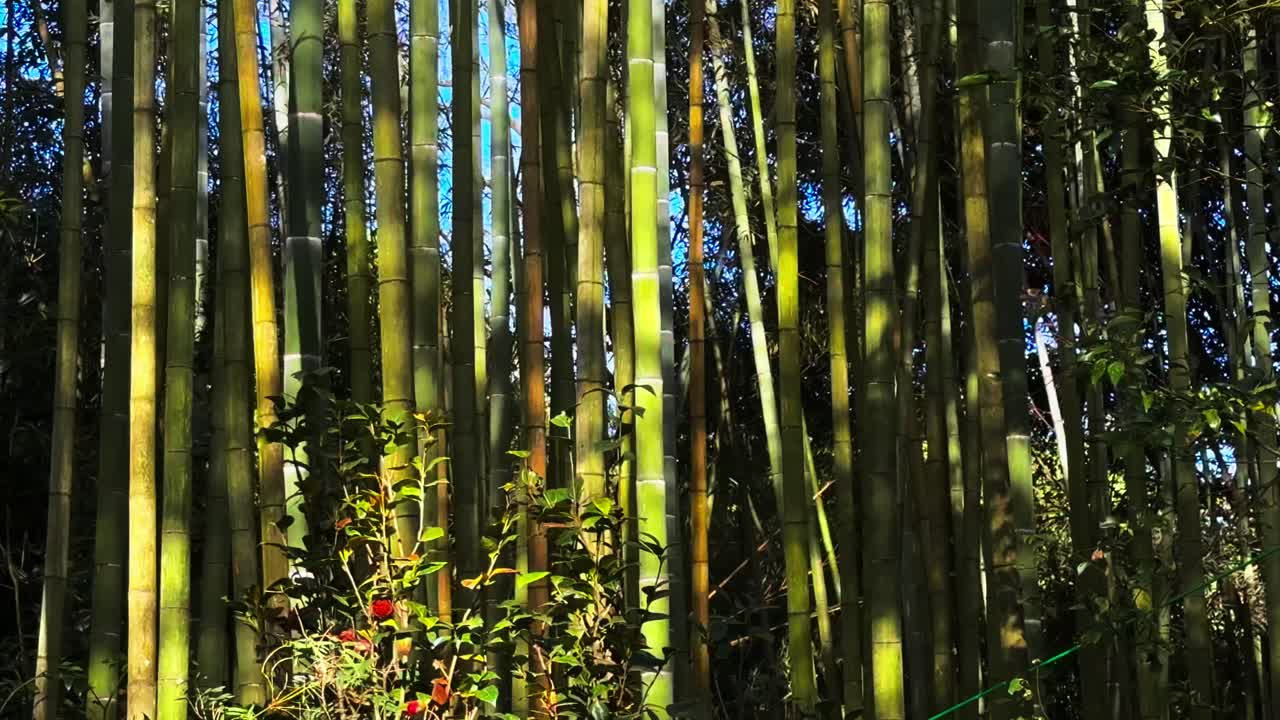 Densely bamboo shoots grow in mountainous Sichuan, China.