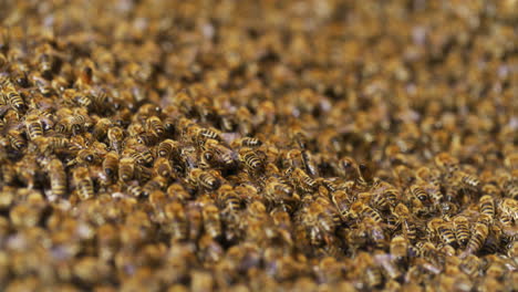 macro close-up of bees swarming