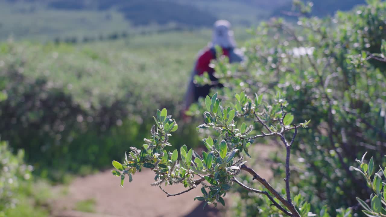 덤불 뒤에 걷는 등산객 | 마운트 비어슈타트, 콜로라도