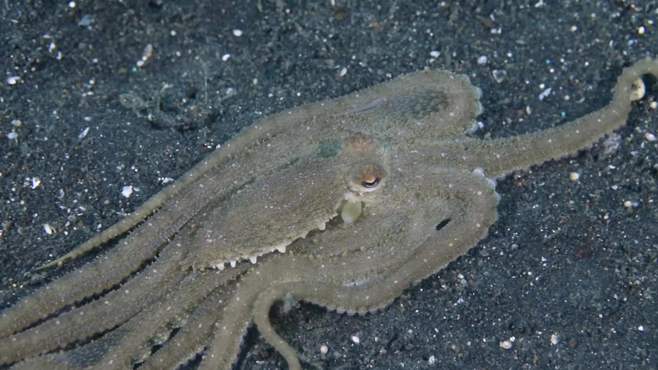 Filmato subacqueo 4K di un polpo comune che cammina sulla sabbia nera nello Stretto di Lembeh, Indonesia