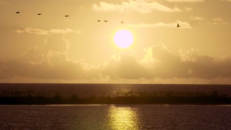 puesta de sol cálida y tropical en la playa con bandada de siluetas de pelícanos volando
