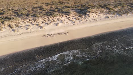 4k volando sobre la hermosa costa de la playa desierta en el oeste de australia aérea 60fps cámara lenta