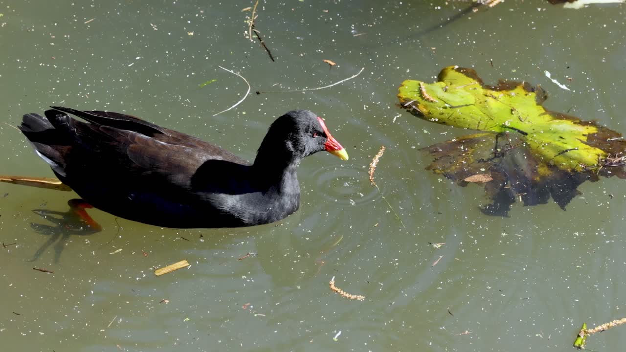 Uma ave preta com bico vermelho nada perto de uma folha flutuante em uma lagoa.