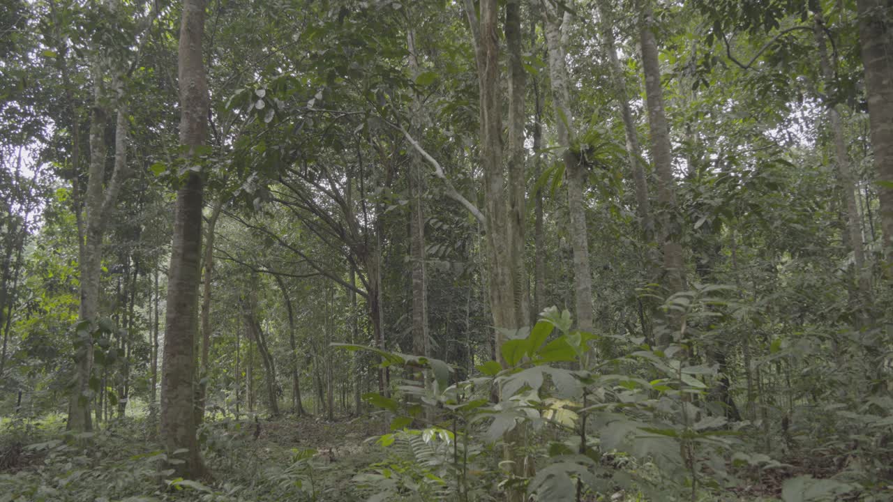 Cette fin d’année, généralement de novembre à décembre, est synonyme de fruits locaux comme le durian, le ramboutan, etc. Ce sont des fruits locaux délicieux pour les habitants.