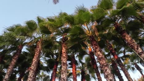 tall palm trees from antalya, turkey