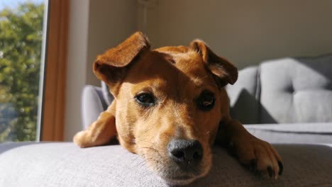 tired, cute dog chilling out in the sun