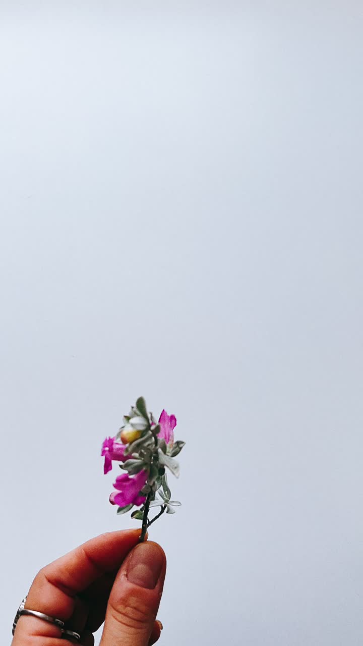 Hand Holding a Small Pink Flower