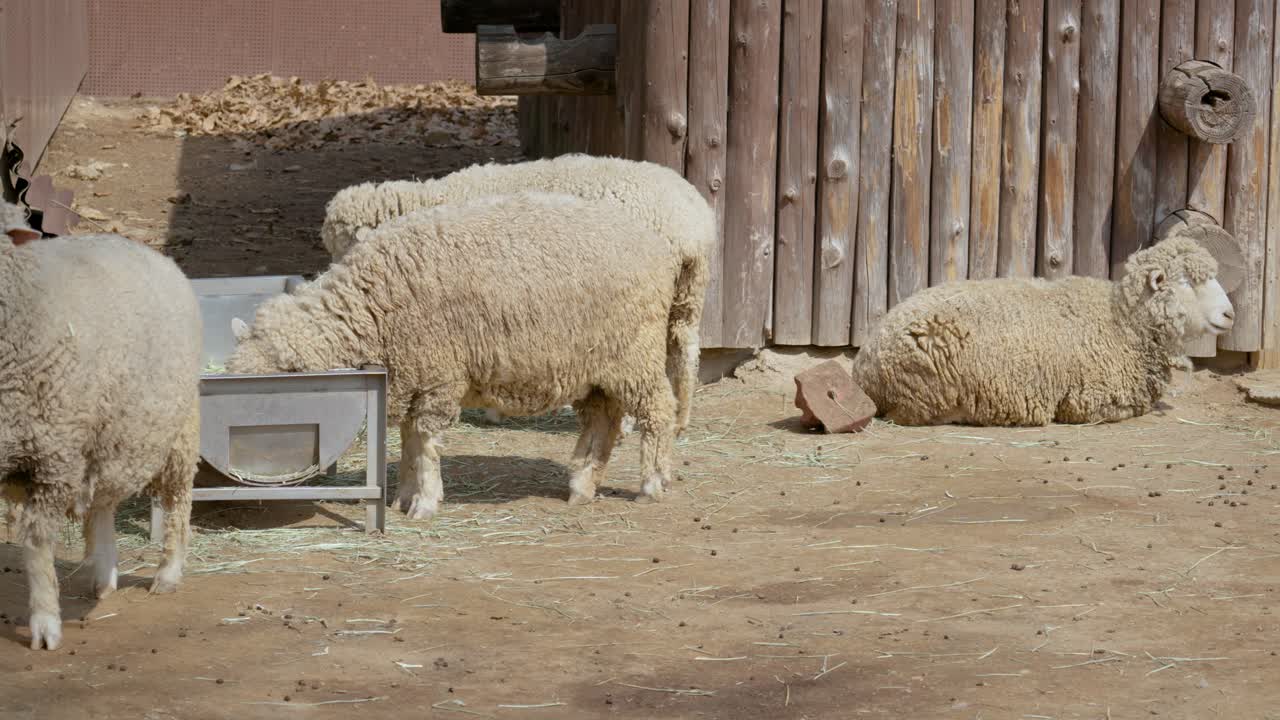lindos animales de granja alimentándose y descansando en una granja en seúl - plano medio