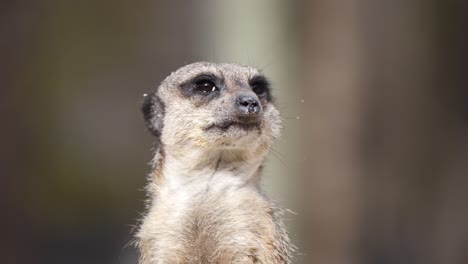 close up: young wild meerkat resting outdoors in nature and looking around - blurred background