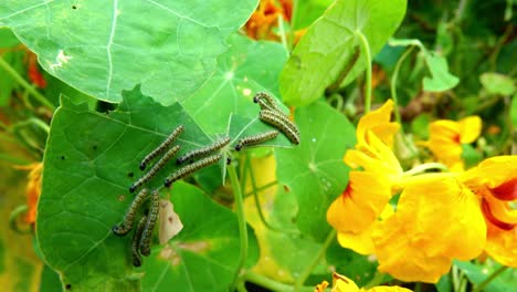 Caterpillars-of-the-large-cabbage-white-butterfly-on-the-leaves-of-nasturtium-plants