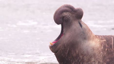 Vista-Lateral-De-Primer-Plano-De-La-Cabeza-Masculina-Del-Elefante-Marino-Mientras-Grita-Por-Las-Olas-En-Cámara-Lenta