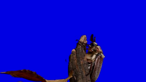 escarabajo en una pantalla azul 4k
