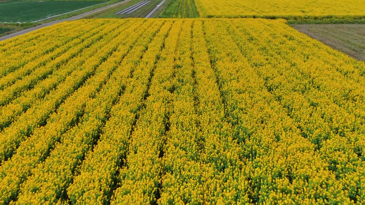 Campi di colza giallo brillante si estendono attraverso i terreni agricoli rurali di Kameoka, sfondo aereo con carrello, nessuno.