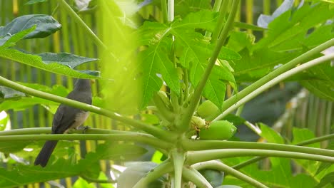 Saltator-bird-olive-grey-eats-yellow-flowers-from-papaya-tree-closeup-green-leaves-waving-in-sunny-skyline