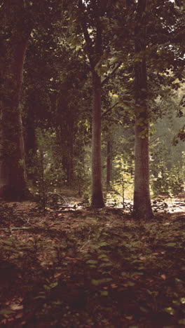 la luz del sol filtrándose a través de los árboles en un bosque