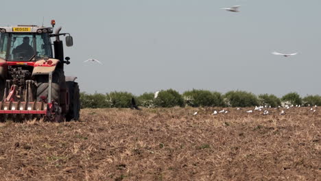 A-red-tractor-ploughing-a-field-while-Seagulls-fly-around-on-a-farm-in-Worcestershire,-England,-UK