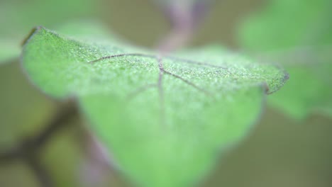 Dew-drops-fall-on-the-leaves-of-the-trees-in-winter