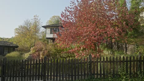 Wunderschöne-Bäume-In-Herbstfärbung-Im-Ruhigen,-Rustikalen-Dorf-Bozhentsi