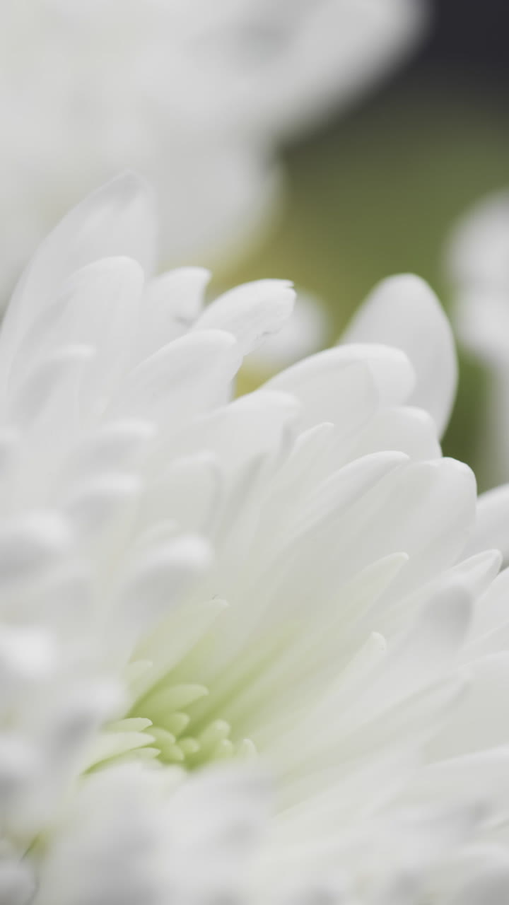 Micro video verticale in primo piano di fiore bianco con spazio per il testo su sfondo grigio