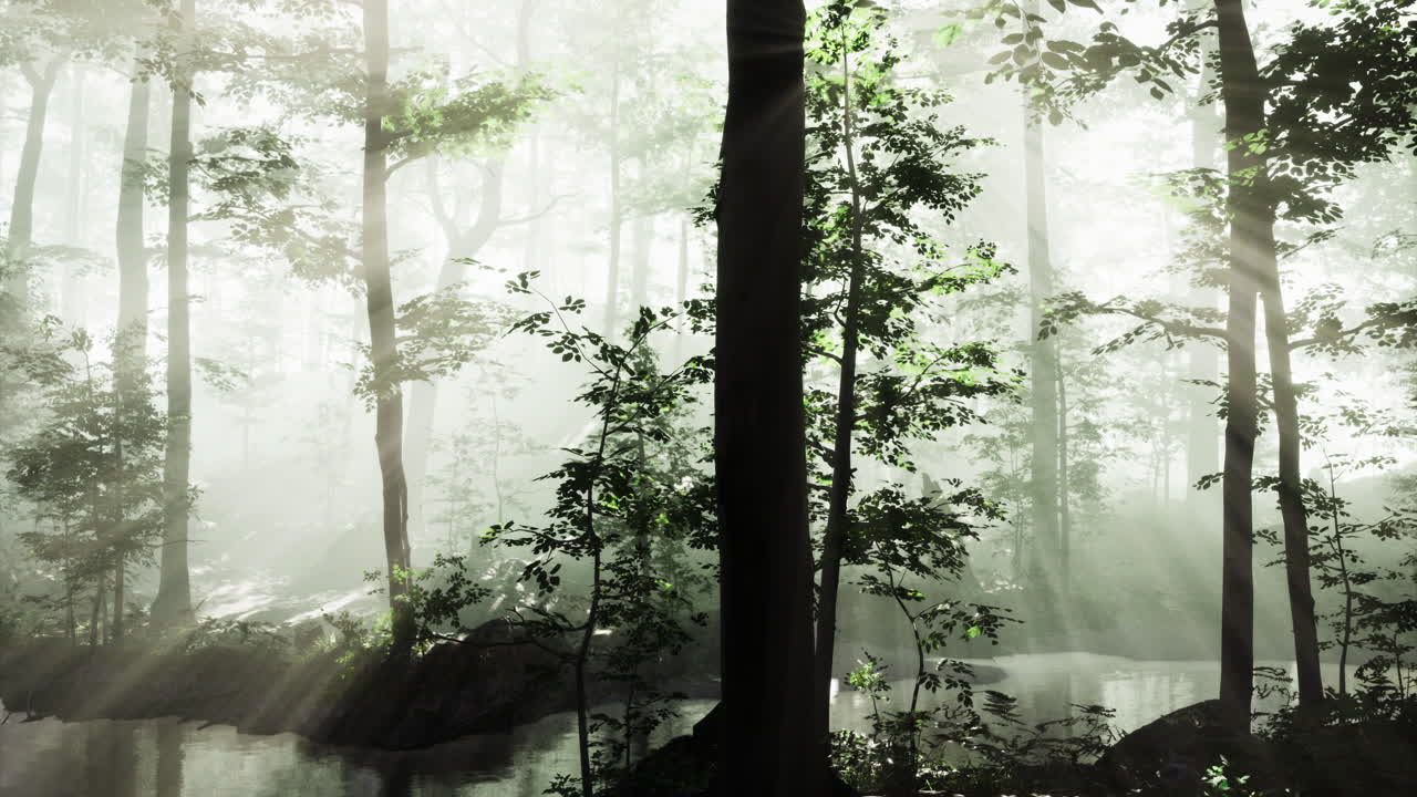 Misty forest with sunlight filtering through trees at dawn