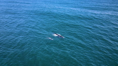 madre y cría ballenas francas australes nadan juntas, cría atigrada, vista de drones