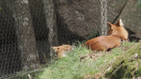 Tiro-De-Dos-Lobos-De-Crin-En-Cautiverio,-Descansando-A-Lo-Largo-De-La-Cerca-De-Un-Zoológico-En-Un-Día-Ventoso