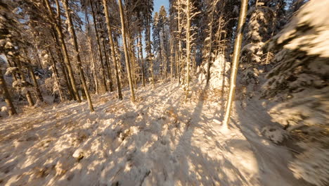 beautiful snowy forest with sunset light and snow in the jorat woods, canton of vaud, switzerland - aerial remote-person view