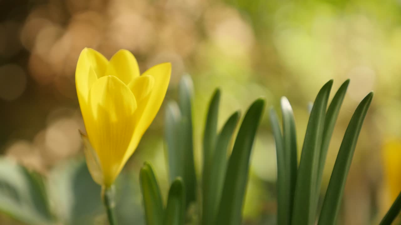 Tanaman bakung padang kuning keluarga Amaryllidaceae dengan DOF dangkal rekaman UltraHD 4K 2160p 30fps - Bunga crocus Sternbergia lutea bakung musim gugur dan musim dingin video UHD 3840X2160.