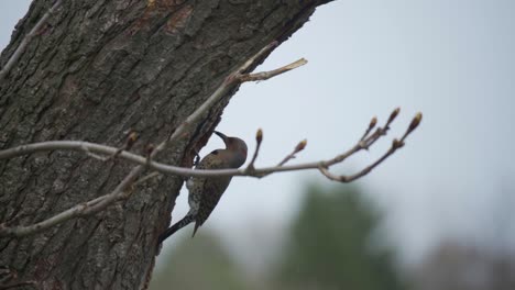 Porträt-Eines-Nördlichen-Flimmervogels,-Der-Eine-Nisthöhle-In-Einem-Baum-Verlässt,-Wilder-Specht