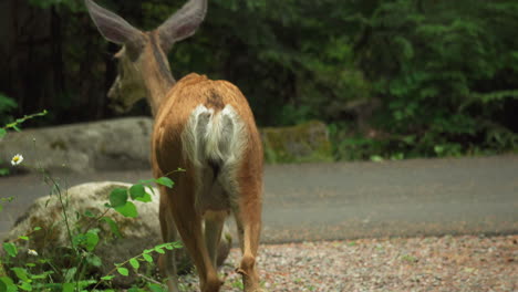 White-tailed-deer-standing-inside-a-forest-in-Glacier-National-Park-Campground-and-Creek,-Montana