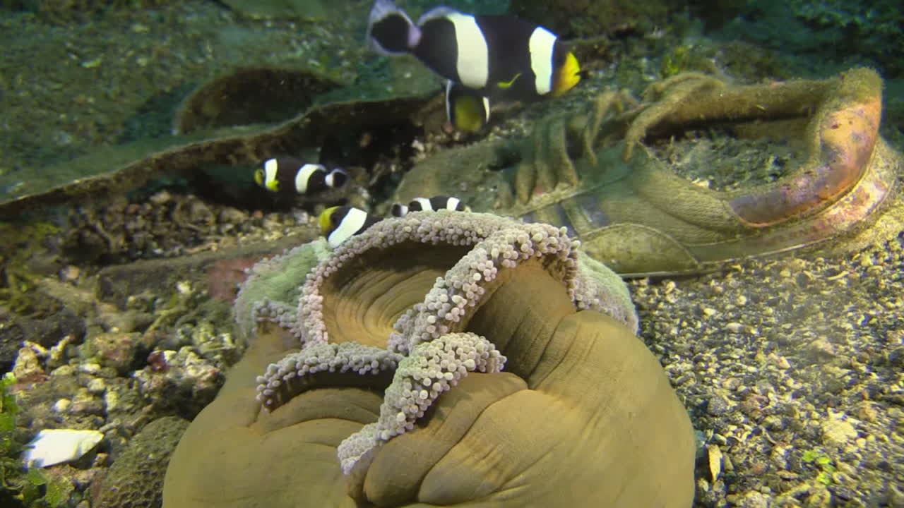 Family of clark's anemone fish next to an old sneaker on seabed
