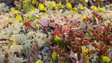 Arctic-Tundra-lichen-moss-close-up.-Found-primarily-in-areas-of-Arctic-Tundra,-alpine-tundra,-it-is-extremely-cold-hardy.-Cladonia-rangiferina,-also-known-as-reindeer-cup-lichen.