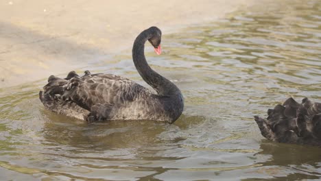 изящные черные лебеди взаимодействуют в спокойных водах