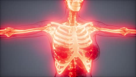 cuerpo humano transparente con huesos visibles