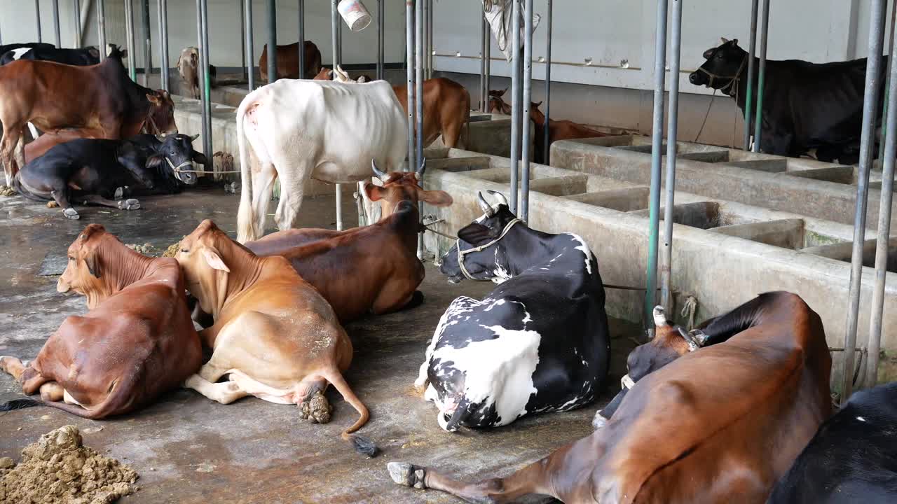 창고 에서 휴식 하는 소 들