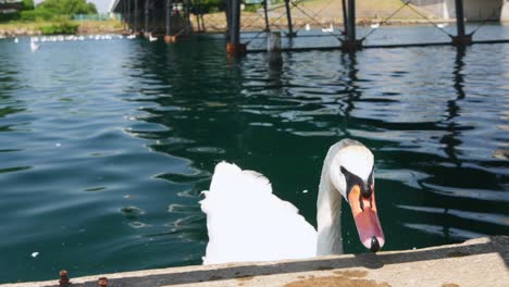 close up of swan swimming in a lake under a bridge on beautiful sunny day