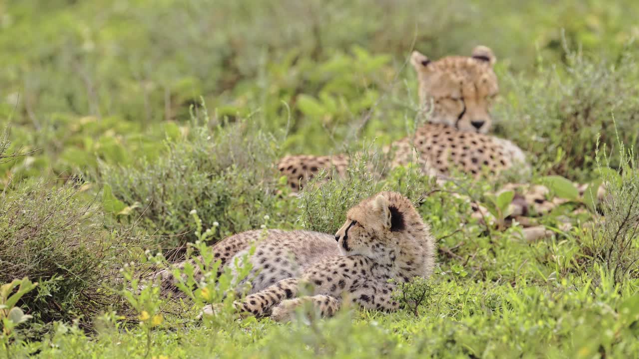 los cachorros de guepardo acostados en la hierba en áfrica en el parque nacional serengeti, una pareja de dos guepardos en la naturaleza en tanzania en áfrica en safari de vida silvestre africano animales de juego