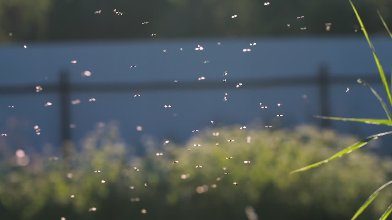 Flies swarming in the garden