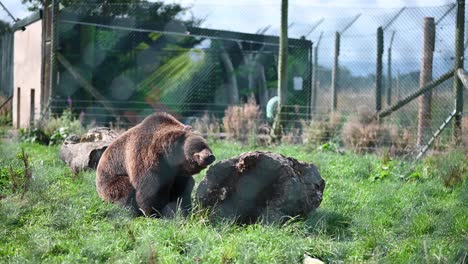 Oso-Pardo-Europeo-Descansando-En-El-Campo-De-Hierba-En-El-Recinto-Durante-El-Día-Soleado---Tiro-Medio-Estático