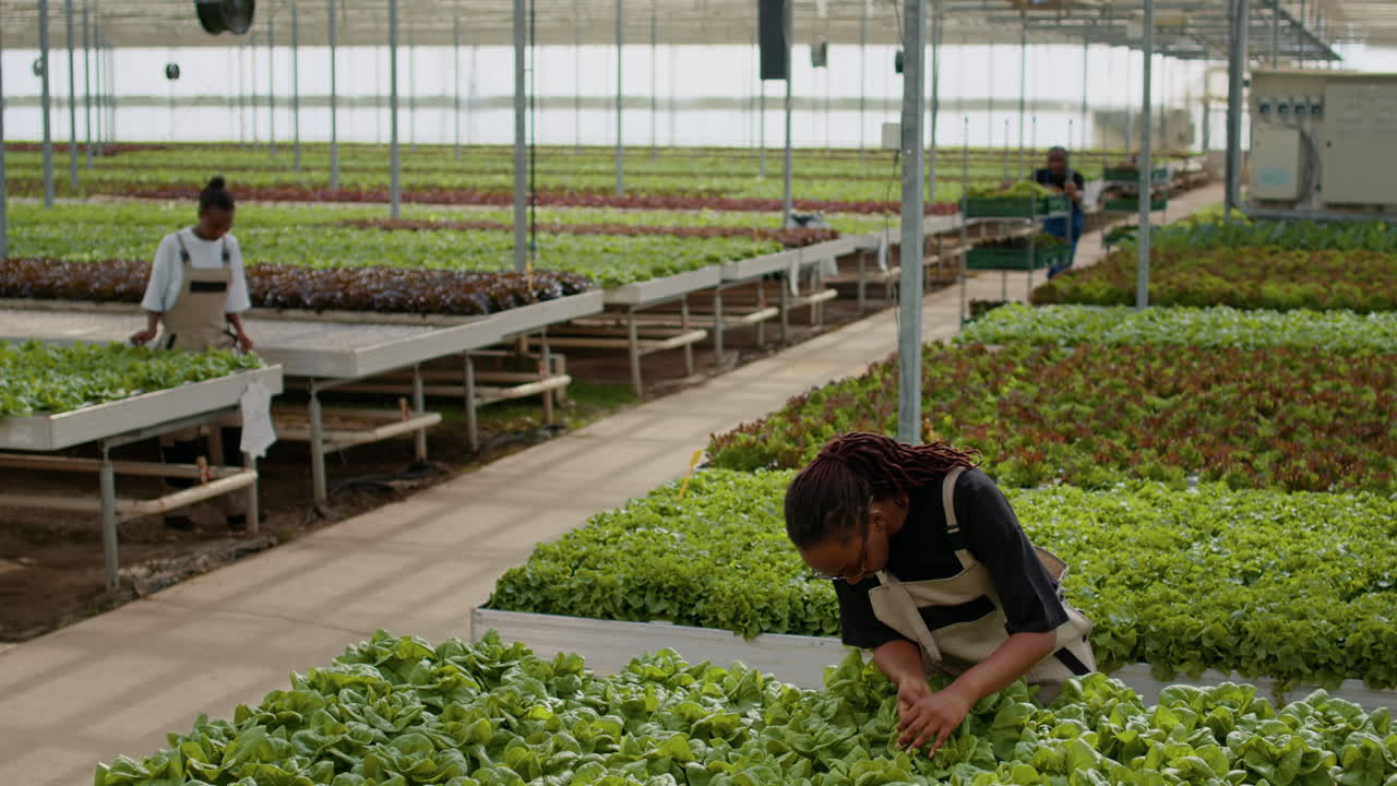 Workers cultivating plants in a greenhouse