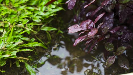 light rainfall on tropical jamaican foliage