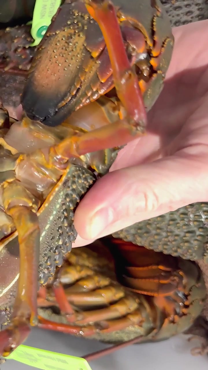 Person inspecting lobsters at Australian seafood market