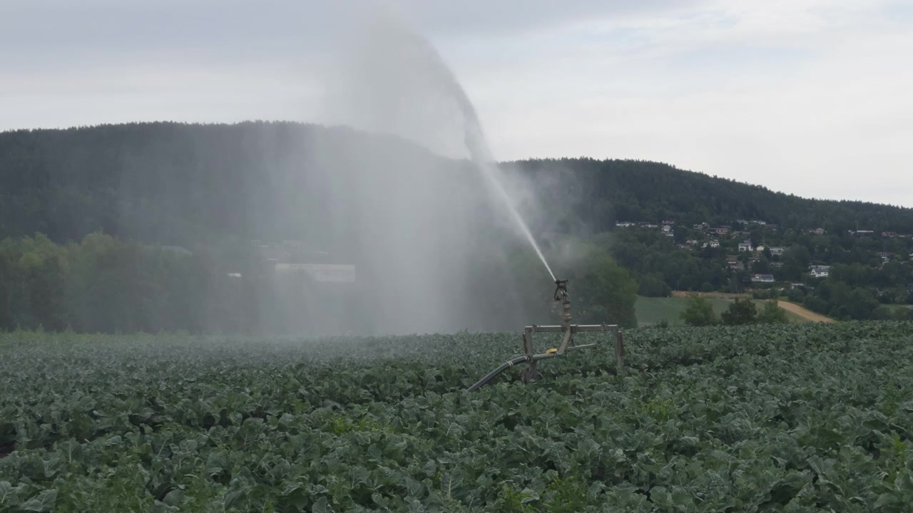 Grande irrigatore agricolo che irriga un campo verde di ortaggi a Lier, Norvegia. Concetto di sistema di irrigazione agricola, gestione della siccità nella stagione secca e produzione alimentare rurale.